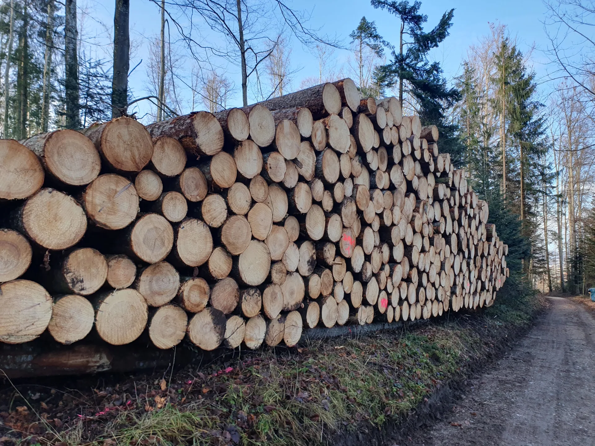 Rundholzlager von emeris holz — Stämme aus der Region vor der Verarbeitung